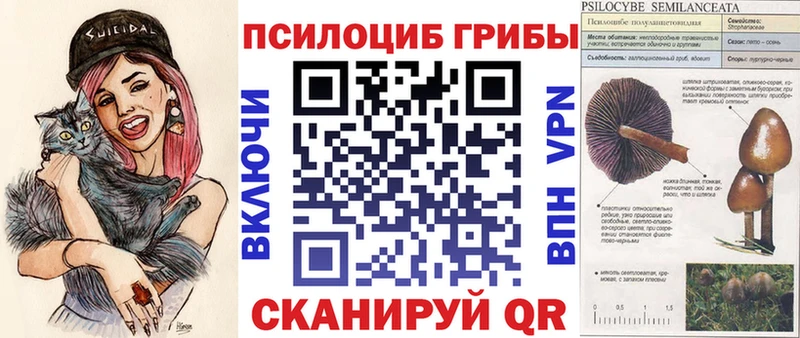 Псилоцибиновые грибы Cubensis  Зеленогорск 